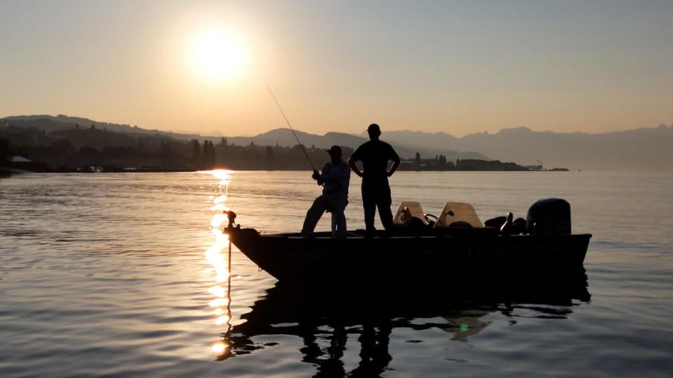 Fish species are disappearing as Swiss lakes warm up