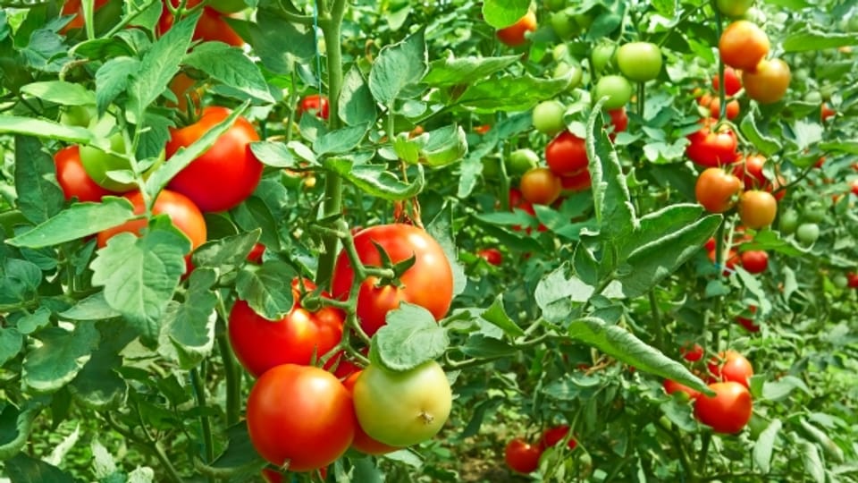 Die Tomate Von der Zierpflanze zum beliebtesten Gemüse der Welt