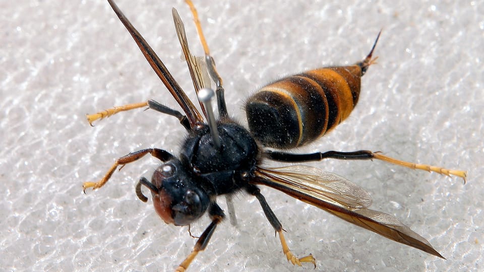 Jagd auf Asiatische Hornissen soll Honigbienen schützen