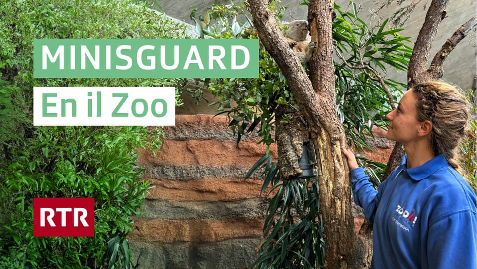Minisguard sin visita en il zoo