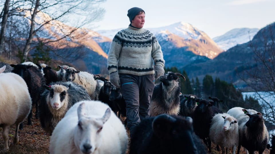 Woolly – Generationenwechsel auf einer Schaffarm in Norwegen - DOK - Play SRF
