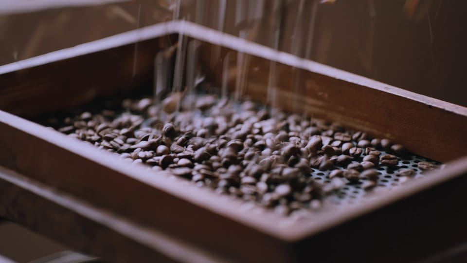 Kaffee der Zukunft – Die Suche nach der Bohne für eine heissere Welt