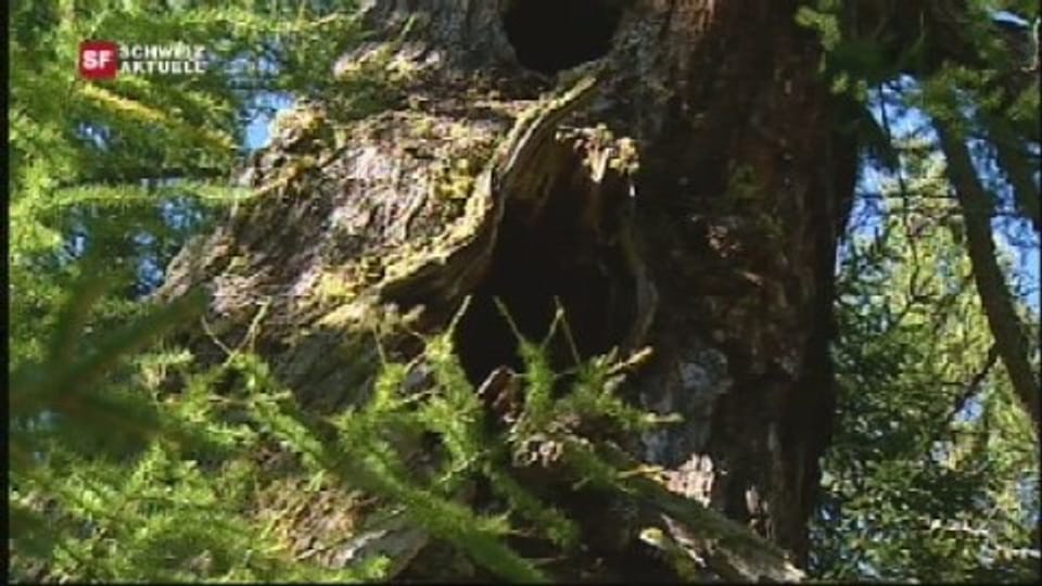 Der lteste Baum der Schweiz