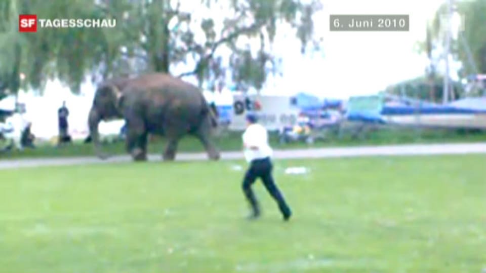 Archiv: Entlaufene Elefanten ohne Konsequenzen für Zirkus Knie