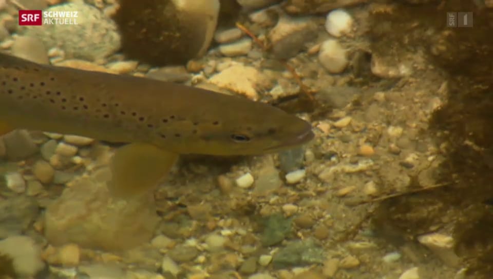 Schweiz aktuell Fische verschwinden Experten rätseln Play SRF