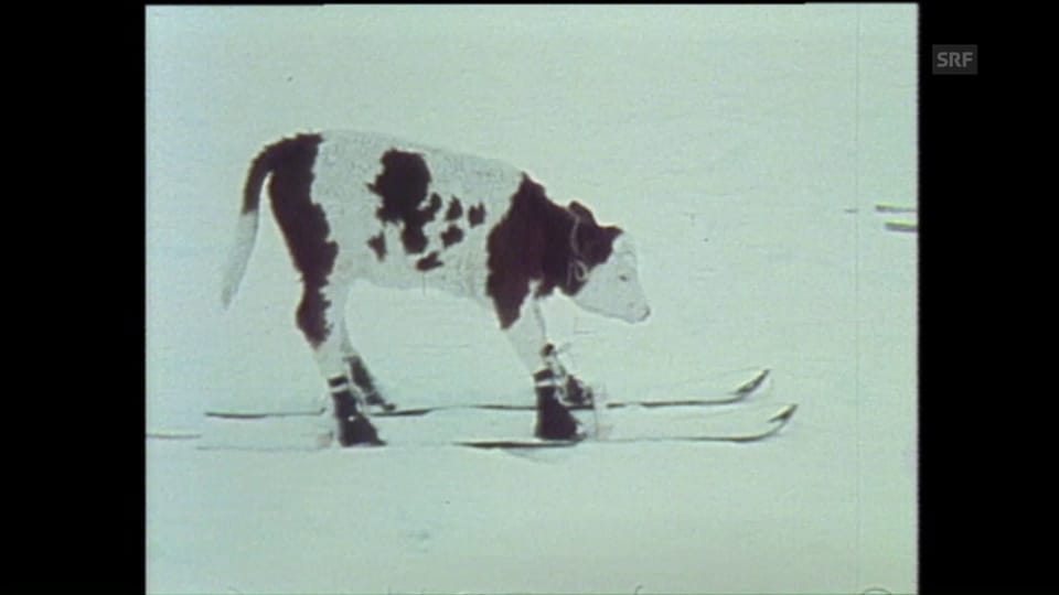 Kuh-Skischule (1985)
