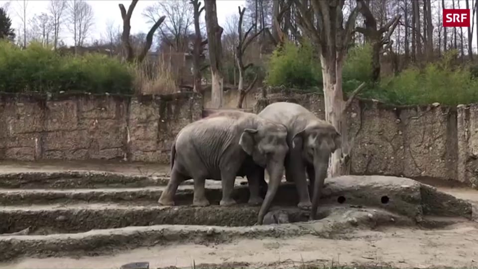 Elefanten-Baby heisst Ruwani