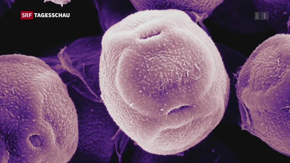 Tagesschau - Pollen im Anflug - Play SRF