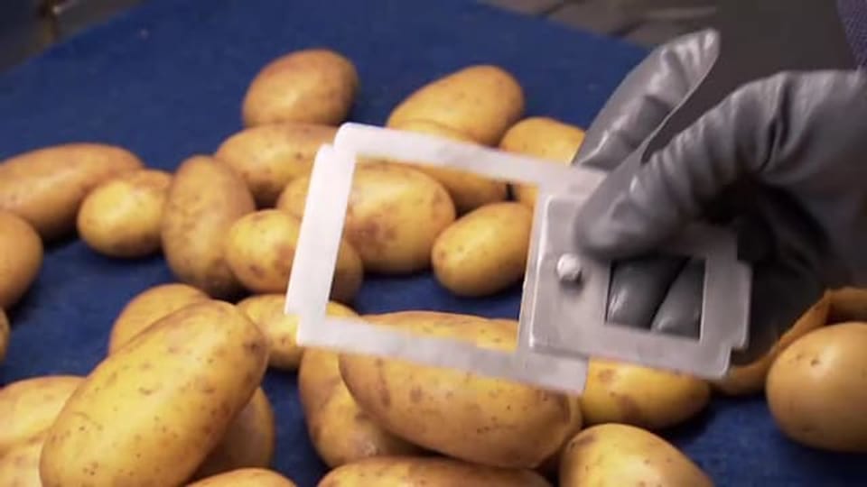 Aus dem Archiv: Schweizer Kartoffel – Perfekt soll sie sein