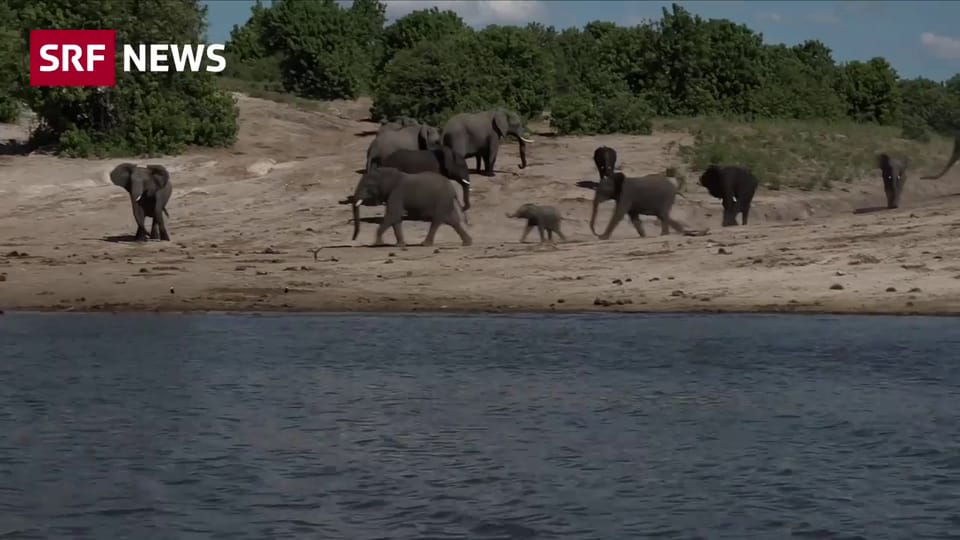Botswana will Elefanten zum Abschuss freigeben
