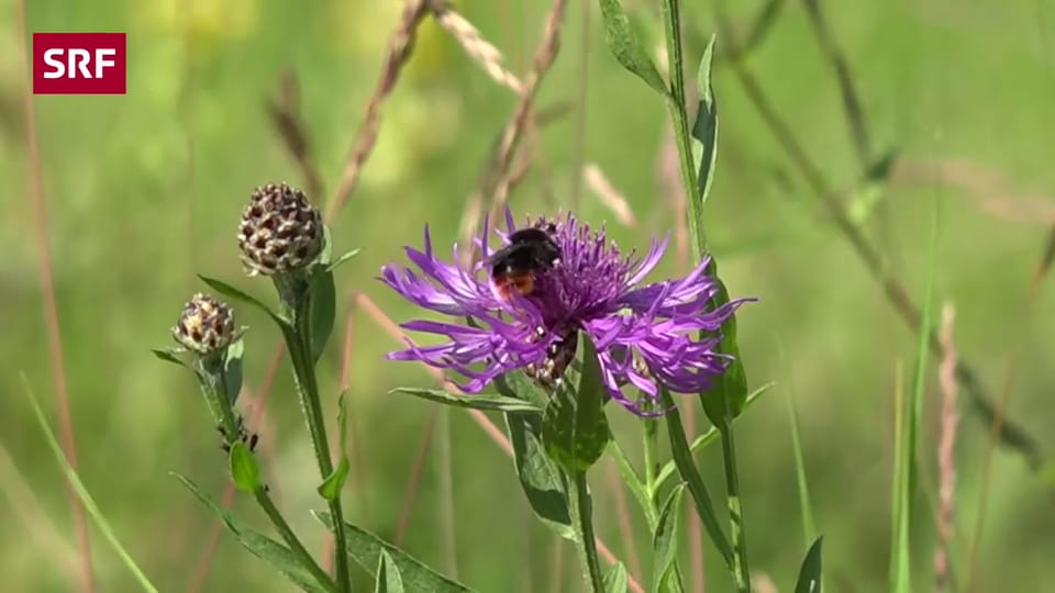 Tierfreundlich mähen Blumenwiese richtig mähen für mehr
