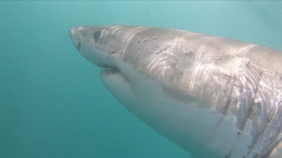 Aus dem Archiv: Verschwindet in Südafrika der Weisse Hai?