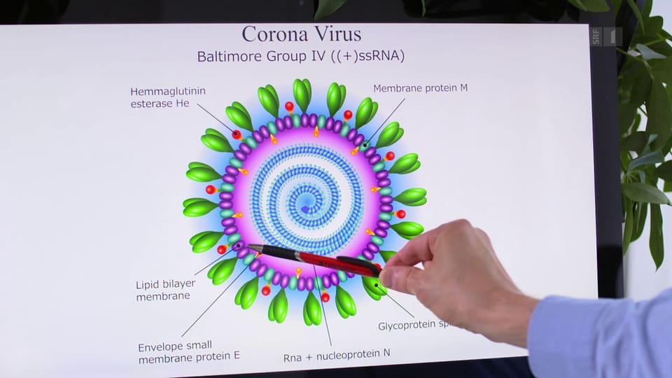 «Fehlt dem Virus das virale Lipid, kollabiert es und wird inaktiviert.»
