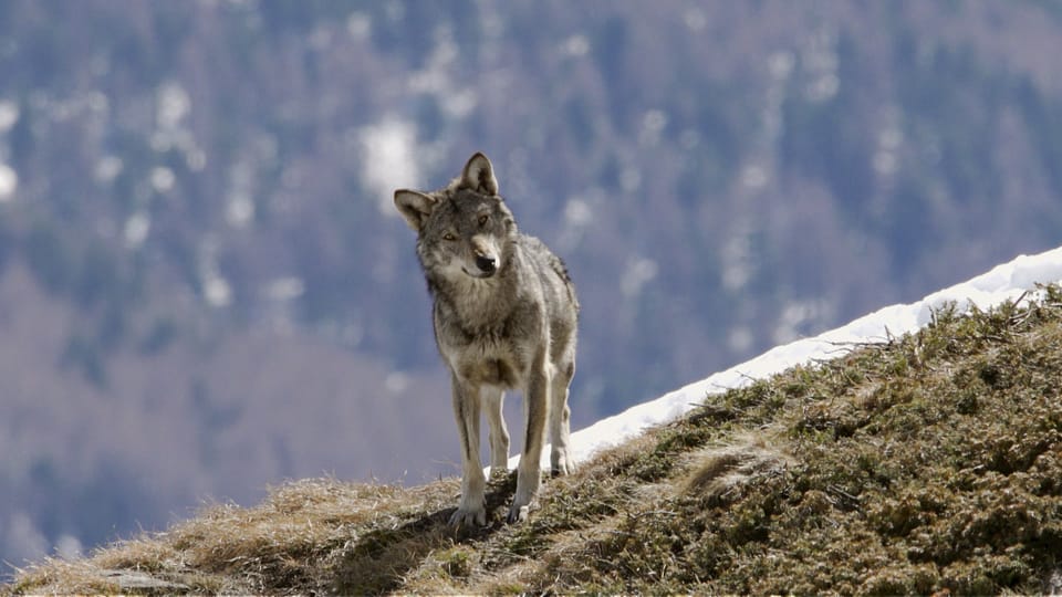Archiv: Erklärungen zum Wolf