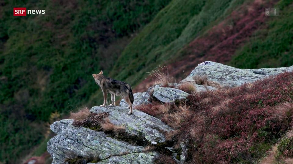Aus dem Archiv: Naturschützer stoppen Wolfsjagd in Graubünden