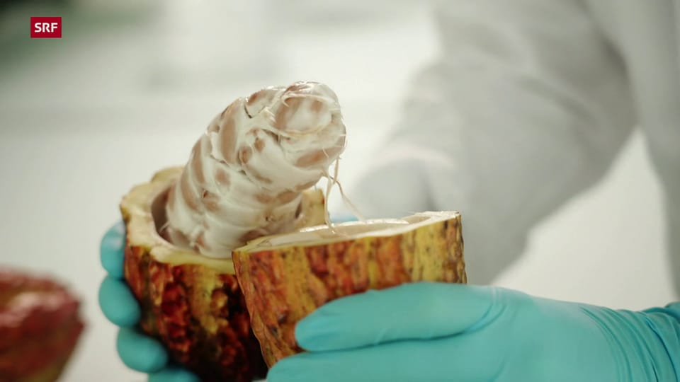 Die Vermehrung von Kakao-Zellen