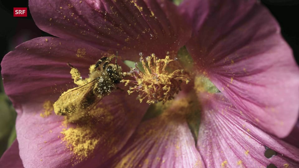 Mit Pollen überladene Bienen: ein Gewitter-Indikator