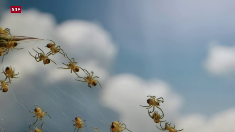 Spinnen nutzen die aufsteigende Luft vor dem Gewitter