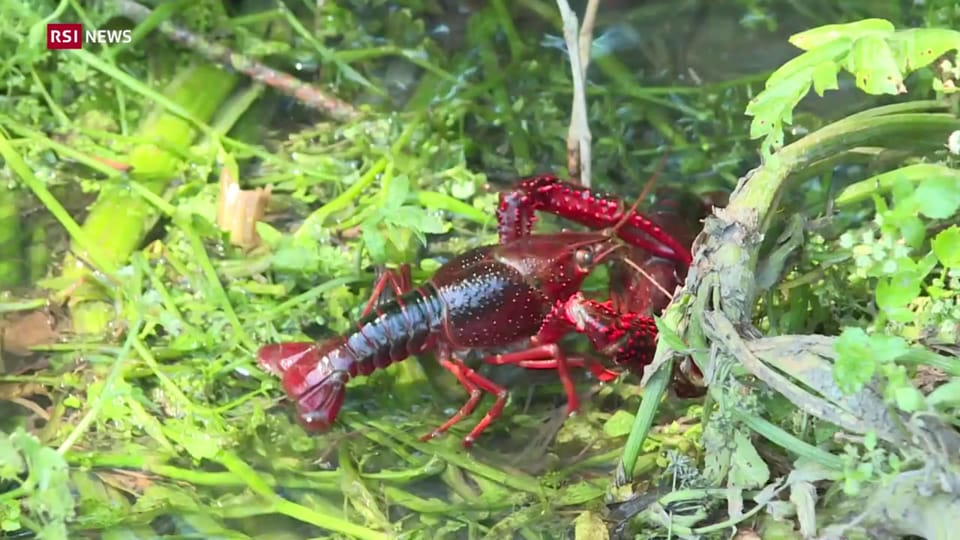 7 GAMBERETTI ASSASSINI BARBLESS GRAFHAM Taglia 12 – Mosca Affondante Per Trote – Materiale Hares Ear