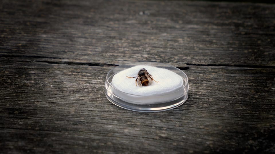 Popillia e Velutina: invasori inarrestabili