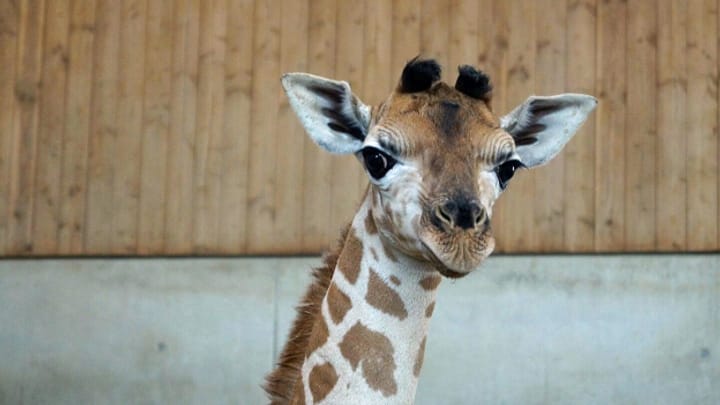 Archiv: Das Giraffenbaby ist schon ein Star