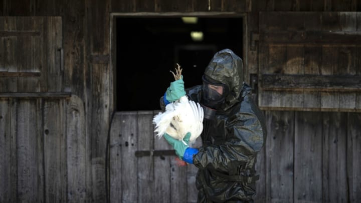 Archiv: Vogelgrippe auf dem Bauernhof: Im Ernstfall parat