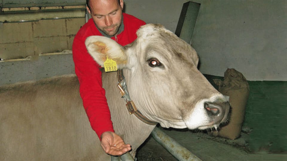 Im Kampf gegen zu viel Antiobiotika: Arnika für Schweizer Kühe