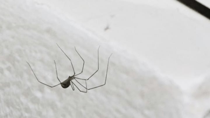 «Espresso-Aha!»: Überlebt die Spinne im Staubsauger?