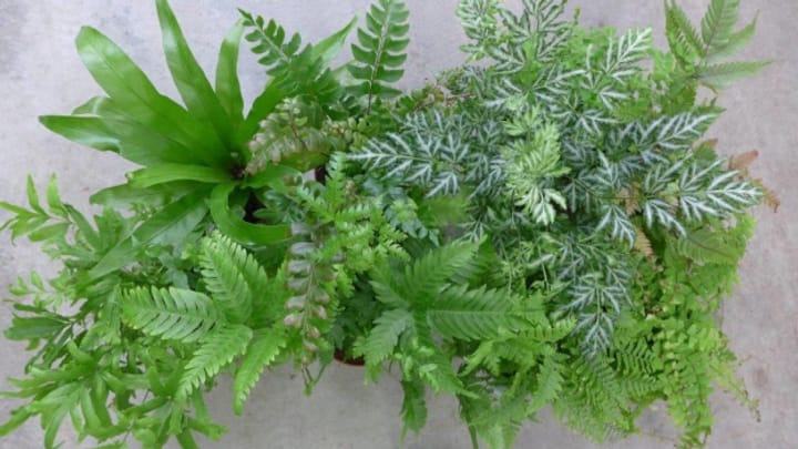 Pflanzen fürs Badezimmer