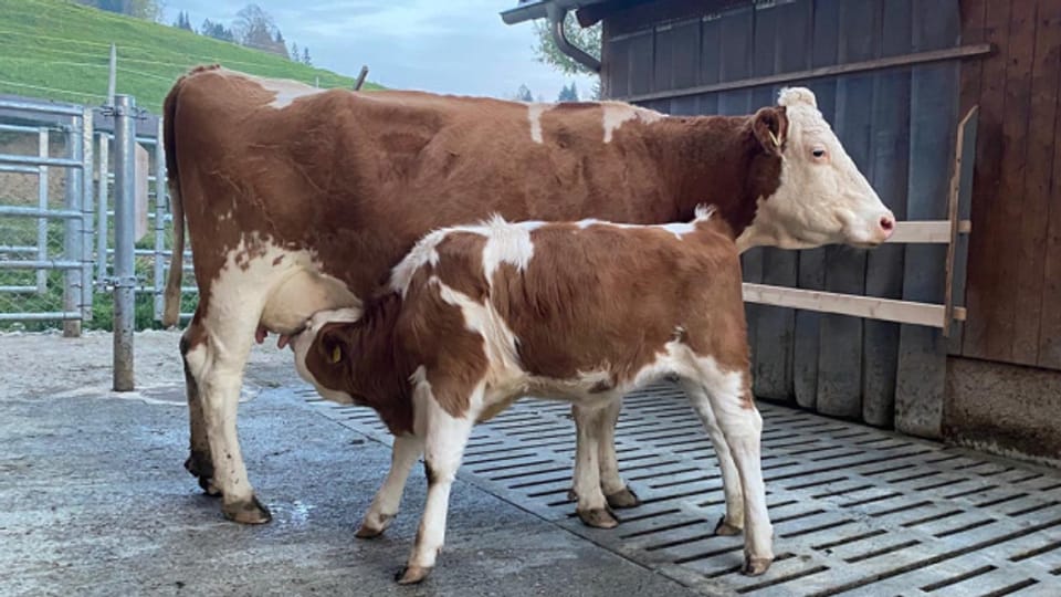 Das gibt es selten: Ein Milch-Bauernhof mit Mutter-Kalb-Haltung