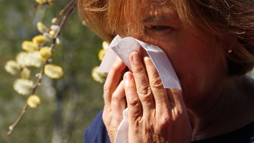 Dieses Jahr leiden Pollenallergiker besonders