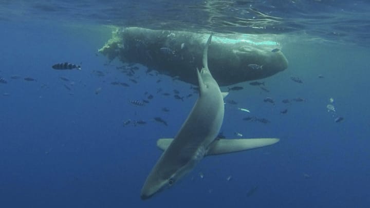 Bremsen für die Wale im Mittelmeer