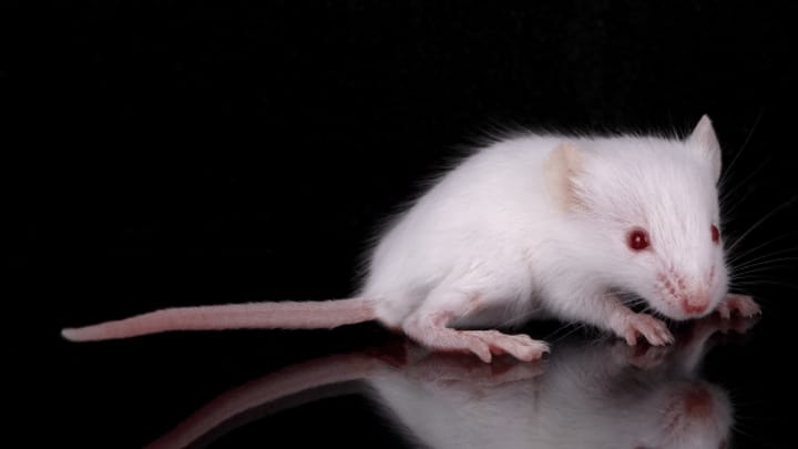 Maus hilft Krebspatient