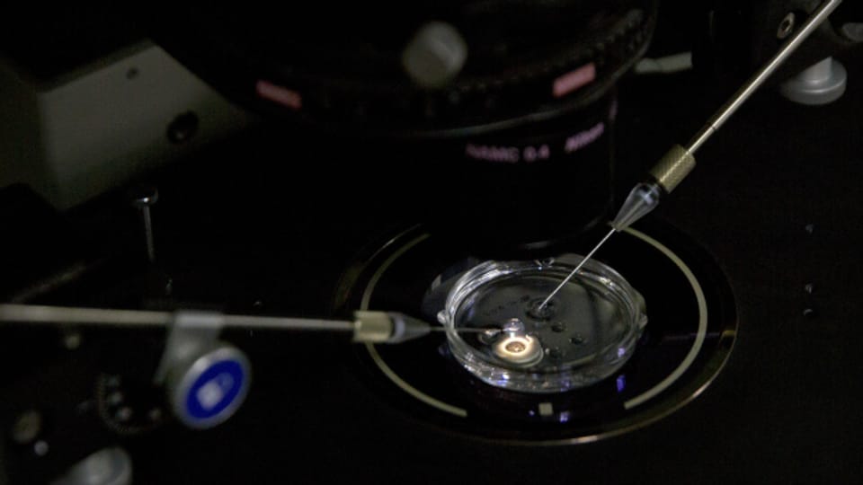 Meilenstein in der Embryo-Forschung