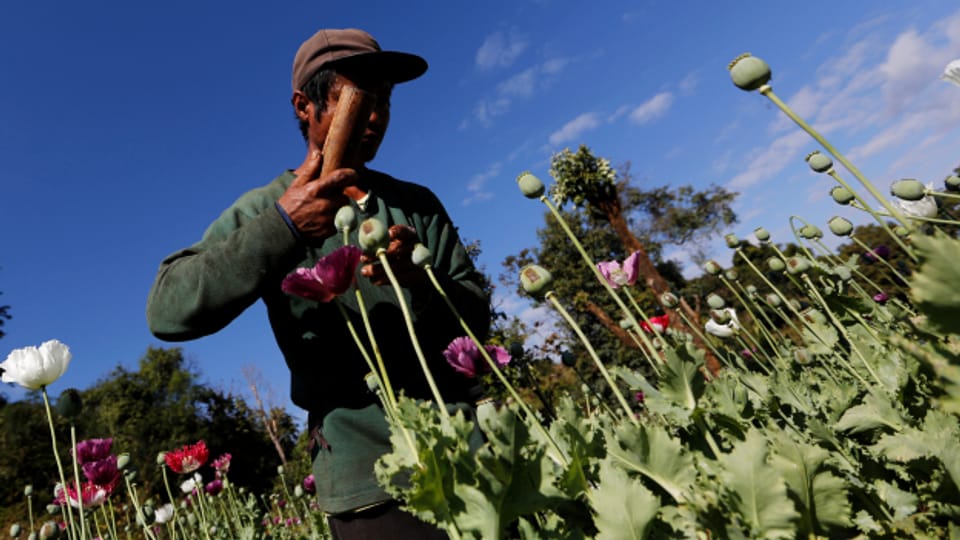 Goldene Zeiten für Myanmars Opiumbauern