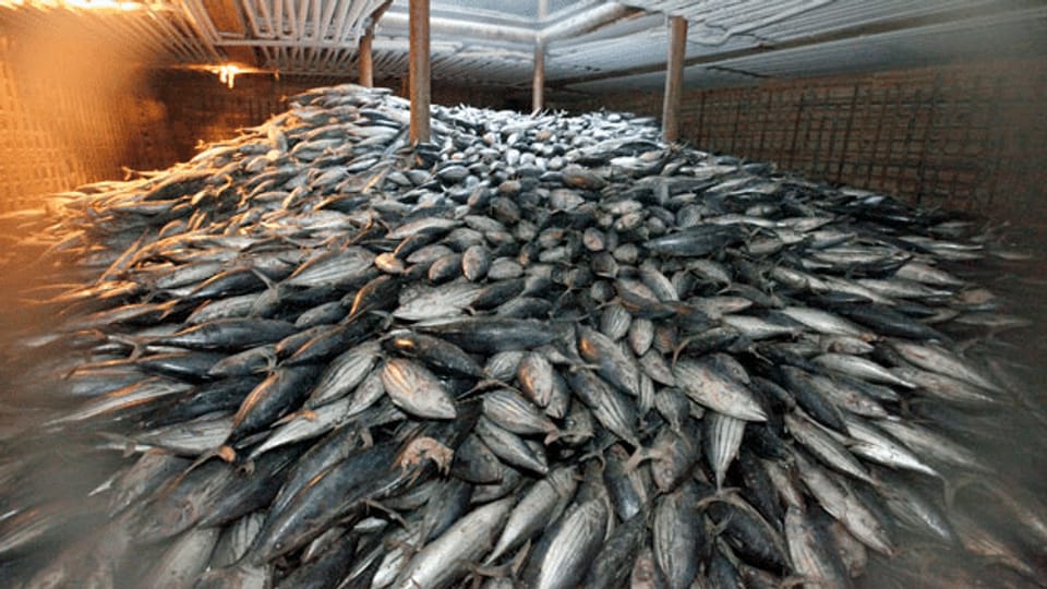 Ein Drittel aller gefangenen Fische landet im Abfall