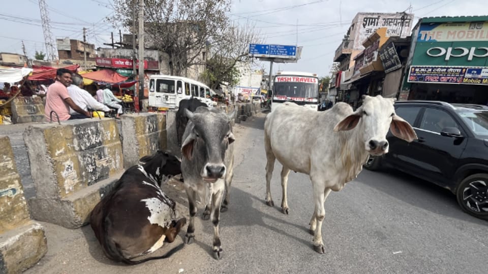 Indiens heilige Kühe machen Politik