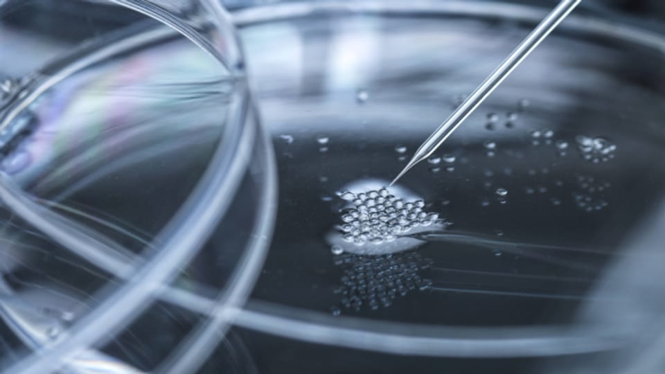 Künstliche Menschen-Embryonen: Wo steht die Forschung?