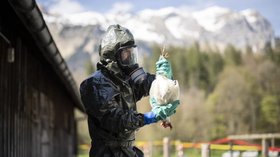 Vogelgrippe grassiert weiter