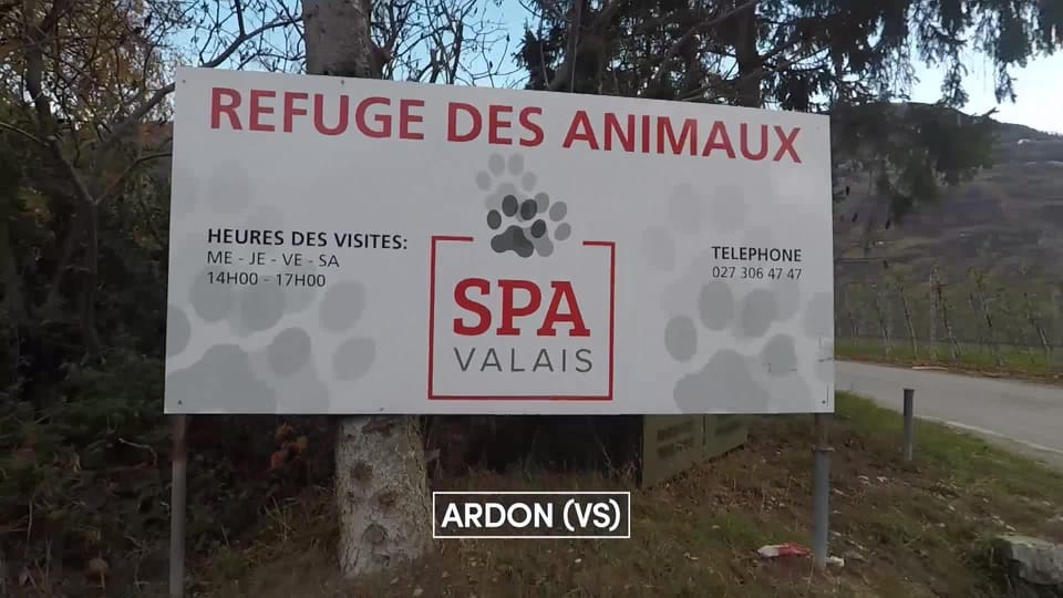Visite dans les coulisses du refuge de la SPA VALAIS - Couleurs locales ...