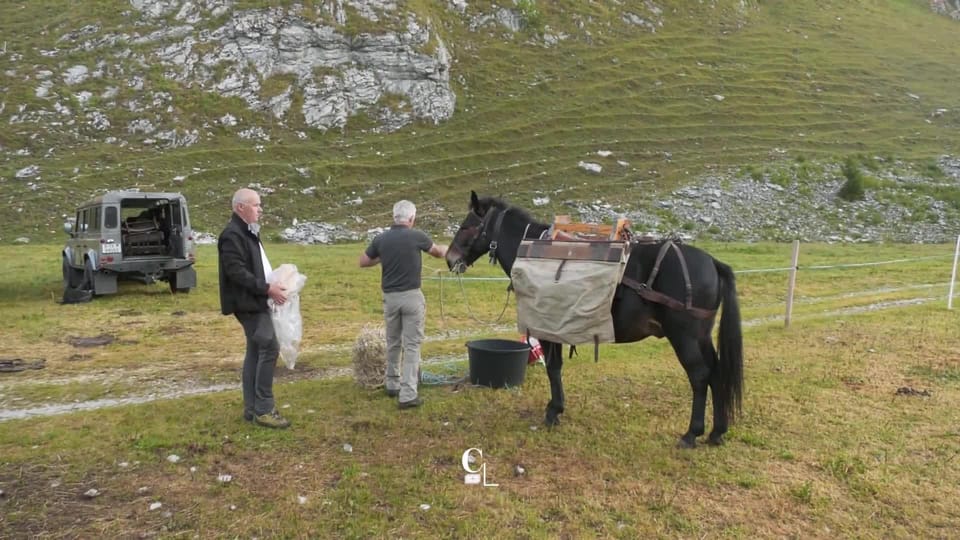 Une association fribourgeoise fait revivre le métier de muletier ...