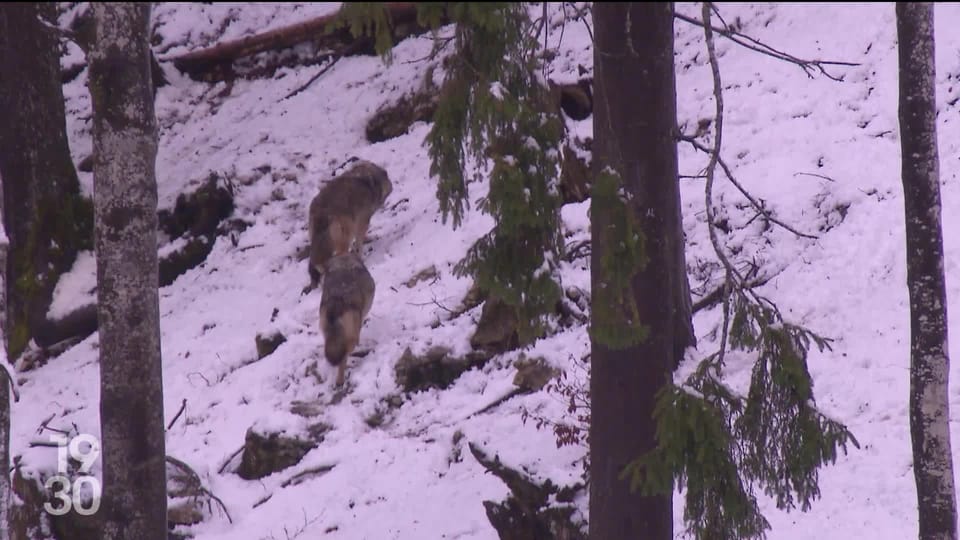 Le canton du Valais veut abattre 7 meutes de loups sur son territoire - 19h30 - Play RTS