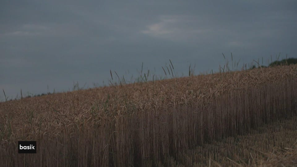 déclik : de père en fils: à quel prix/ épisode 2 - basik - Play RTS