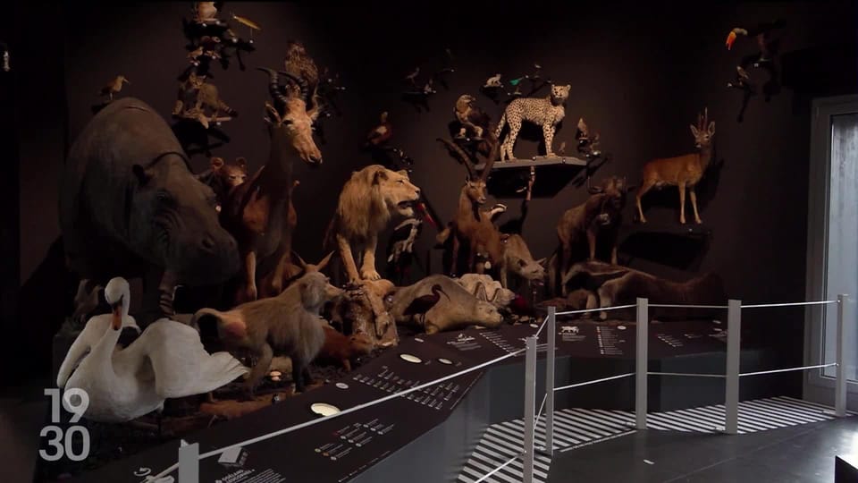 À La Chaux-de-Fonds (NE), le Muzoo a été récompensé pour l’exposition ...