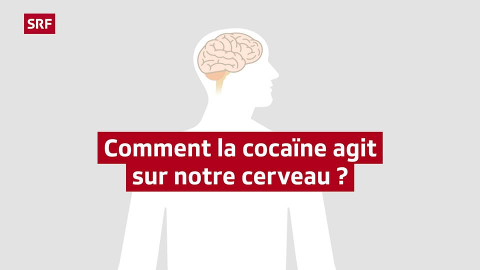 Comment la cocaïne agit sur notre cerveau? Vidéos explicatives à — free download