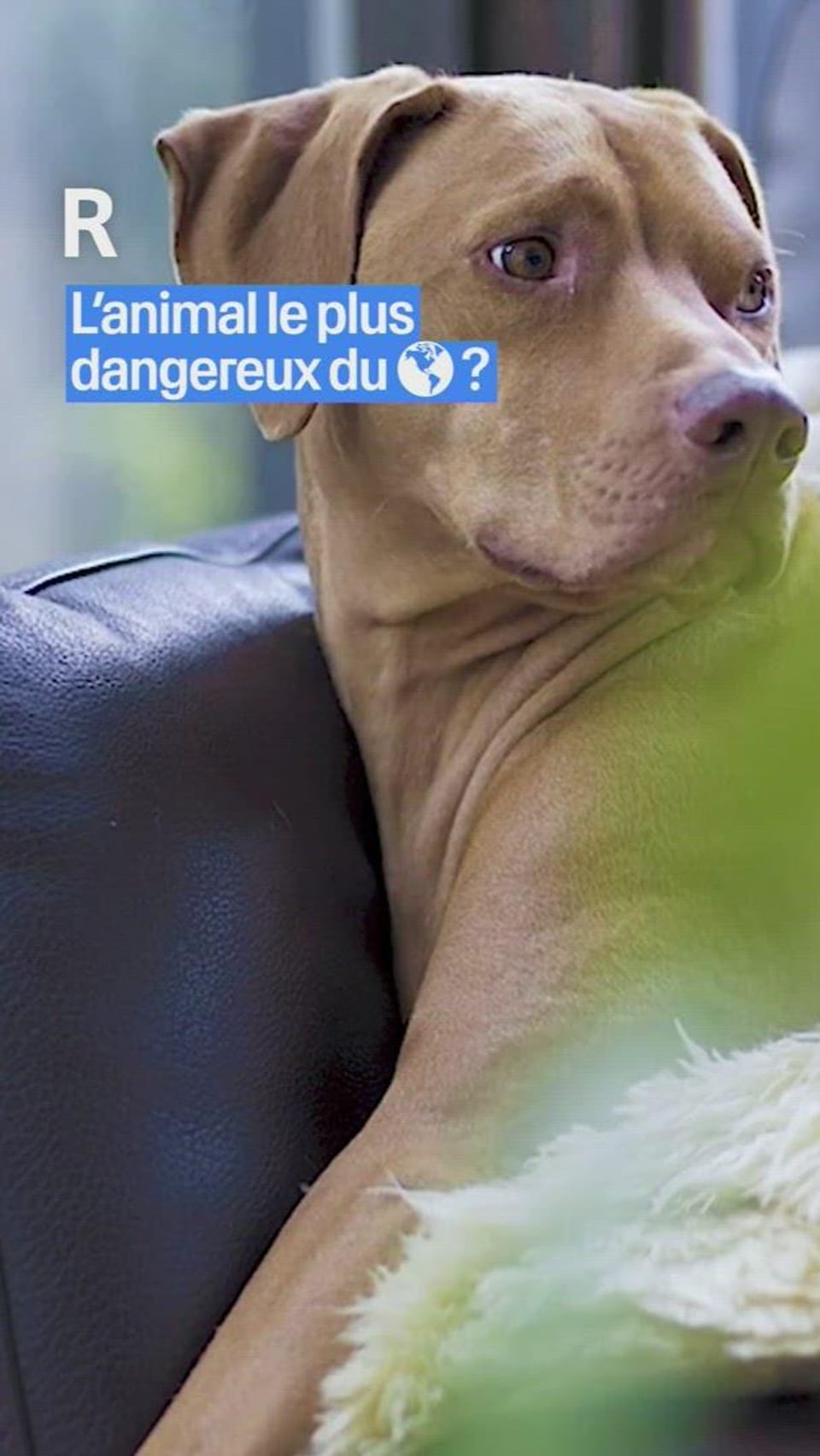 L'animal le plus dangereux du monde - Verticale RTSinfo - Play RTS