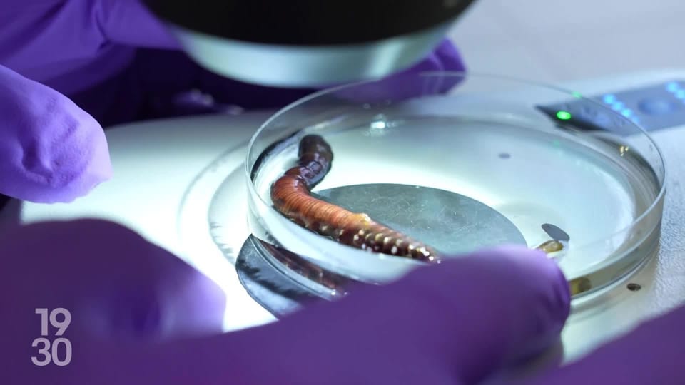 Meereswürmer als Wundheilmittel