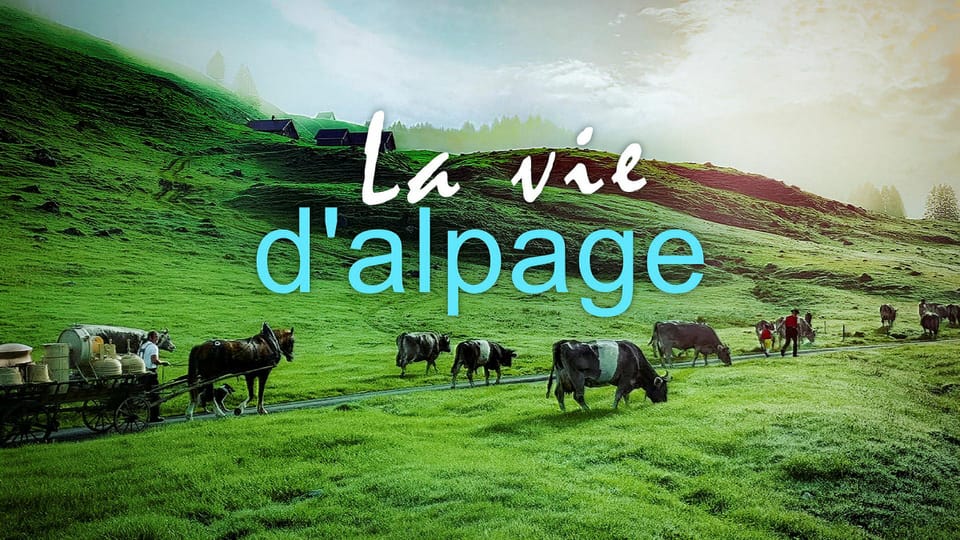 La Vie d'Alpage: Un Été Authentique dans les Alpes Suisses