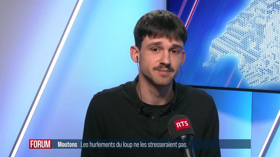 Les moutons ne seraient pas stressés par les hurlements du loup ...