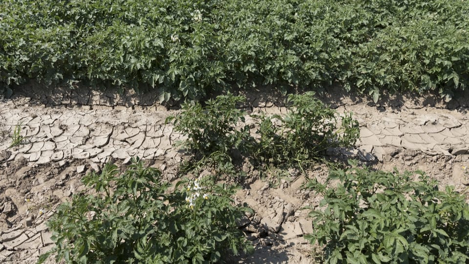 Andere Sorten und Bewässerung könnten den Kartoffelanbau retten